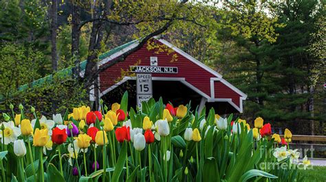 Spring Tulips In New Hampshire Photograph By New England Photography