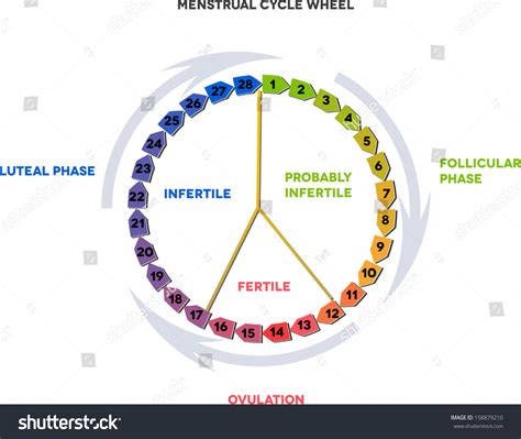 Menstrual Cycle Calendar Average Menstrual Cycle Follicular Phase