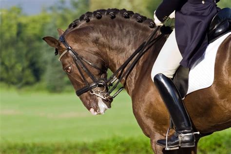 Equine ‘sex Stereotypes Could Impair Horse Welfare The