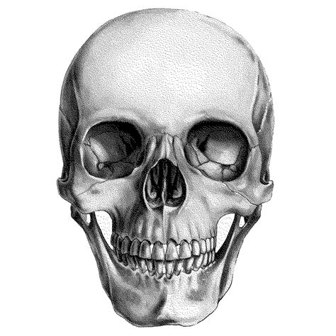 Join to listen to great radio shows, dj mix sets and podcasts. Human skull Drawing Anatomy - skull png download - 932*932 - Free Transparent Skull png Download ...