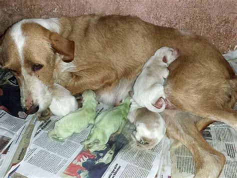 Dog Giving Birth To Puppies