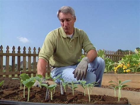 Bilde av mona makela på mostphotos. How to Start Growing Squash From Seeds | how-tos | DIY