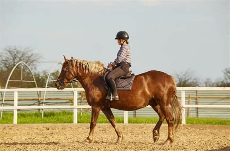 11 Must Equipment For Horseback Riding