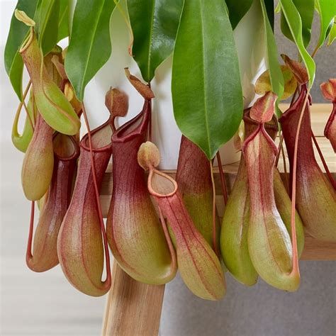 It's an inexpensive option but requires you to i've got some of my best plants from kindly fellow growers who have offered me a cutting of a plant how to buy plants. Buy pitcher plant / monkey cups Nepenthes × ventricosa: £ ...