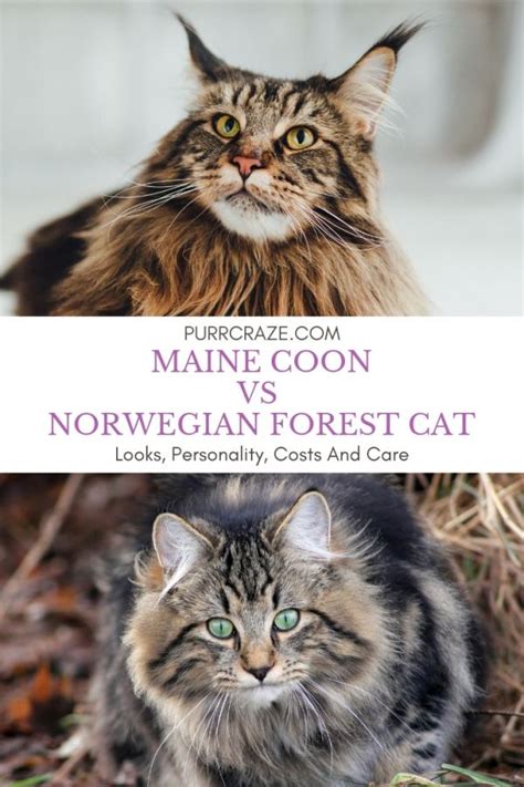 I have a cat that i think is a siberian. Maine Coon Vs Norwegian Forest Cat - Purr Craze