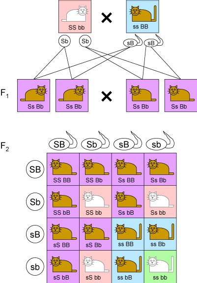 The punnett square is a square diagram that is used to predict the genotypes of a particular cross or breeding experiment. Intro Genetics