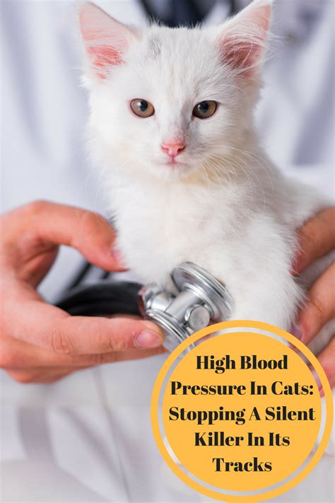 Devices range from arm cuffs to wrist cuffs and even watches — though. High Blood Pressure In Cats: How to Stop It In Its Tracks ...