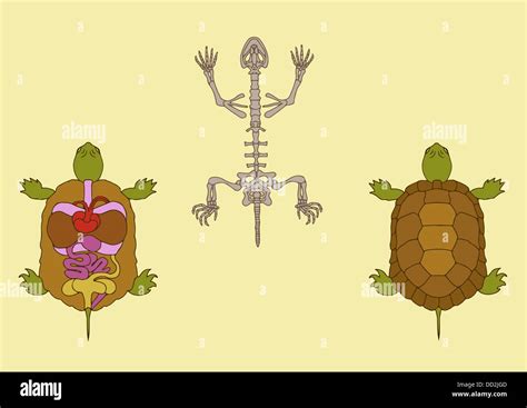 Zoology Anatomy Of Reptile Cross Section And Skeleton Stock Photo Alamy