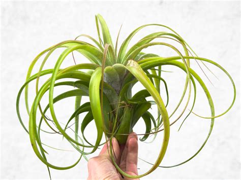Air Plant Types Benefits Care And How To Grow