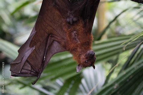 Large Malayan Flying Fox Close Up Portrait Hanging Upside Down