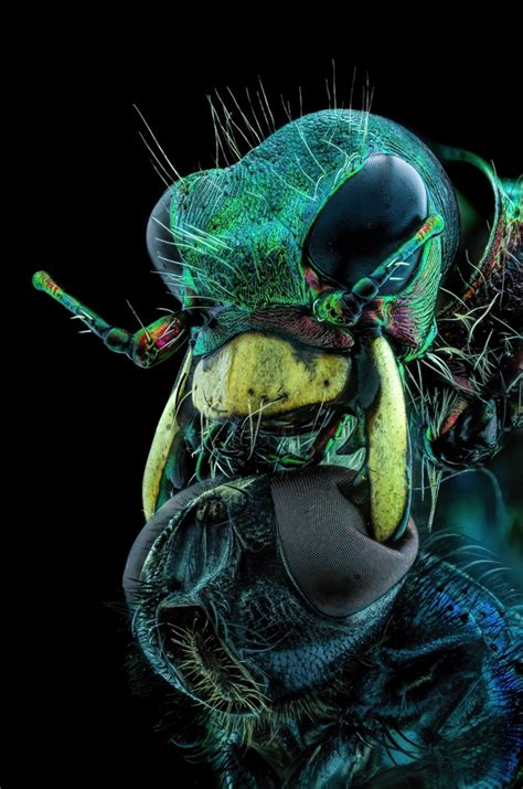 Winners Of 2022 Nikon Small World Photomicrography Competition