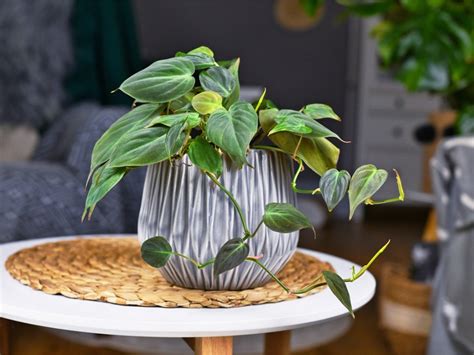 Philodendron Care Learn About Growing Philodendron Plants