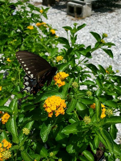 We did not find results for: Pineland Lantana Var. floridana | Buy Florida Friendly ...
