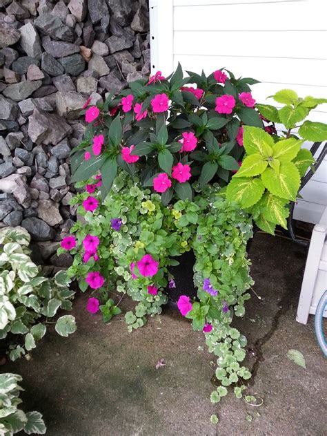 this is my side door planter this year, sweet potato vine, wave