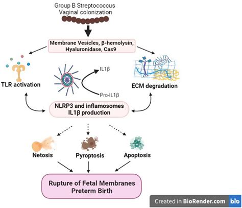 Mechanisms Of Group B Streptococcus Mediated Preterm Birth Lessons