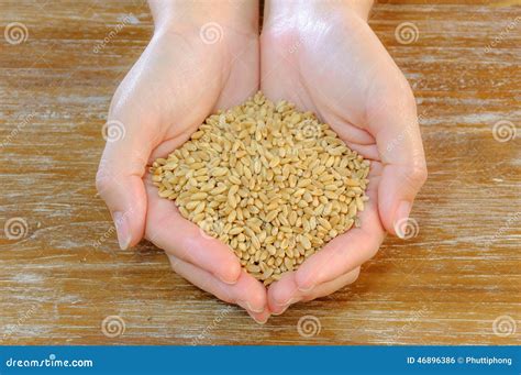 Grano Del Trigo En Manos Femeninas En El Fondo De Madera De La Tabla