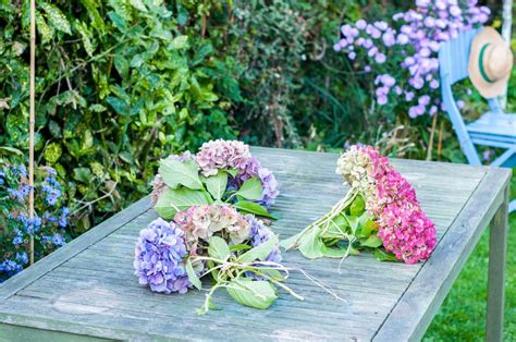 How To Dry And Preserve Hydrangea Flowers