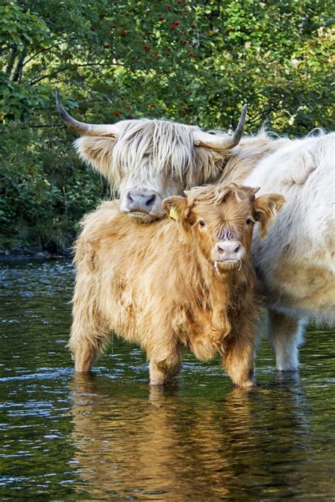 48 Best Images About Highland Cow On Pinterest Highlanders Cattle
