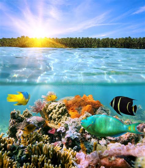 Sunset And Colorful Underwater Marine Life Stock Image Image Of