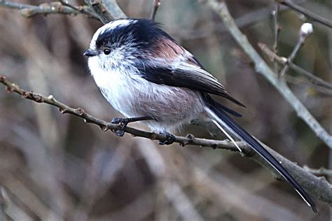 Long Tailed Tit By Fausto Riccioni Birdguides