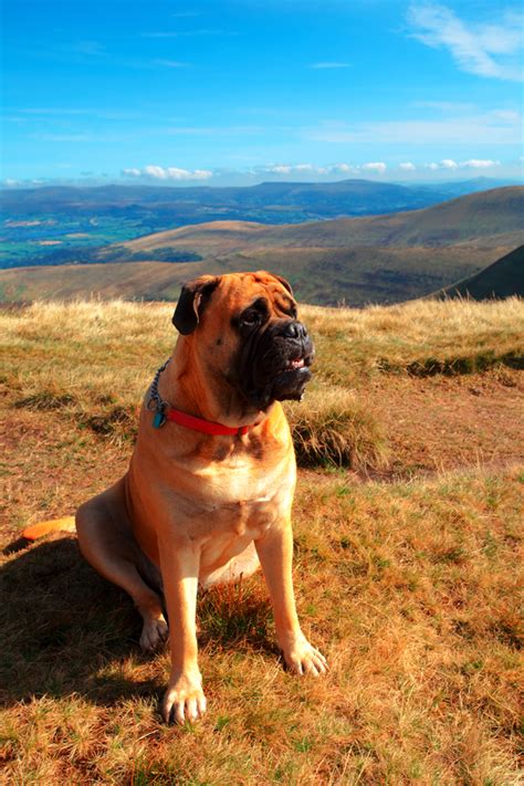 While mastiffs are some of the largest dogs out there, they are also some of the cutest as puppies. Bullmastiff Dog Breed Information, Pictures, Characteristics & Facts - Dogtime