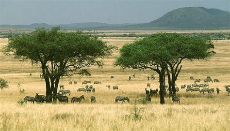 Pengertian Sabana Dan Ciri Ciri Hutan Sabana Savanna Forest