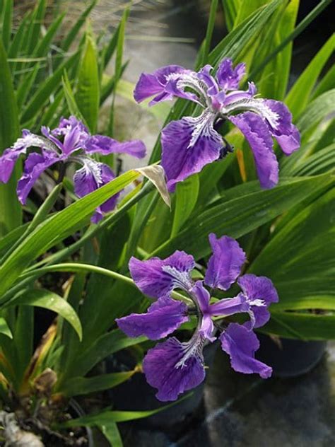 Iris Tectorum Cotswold Garden Flowers