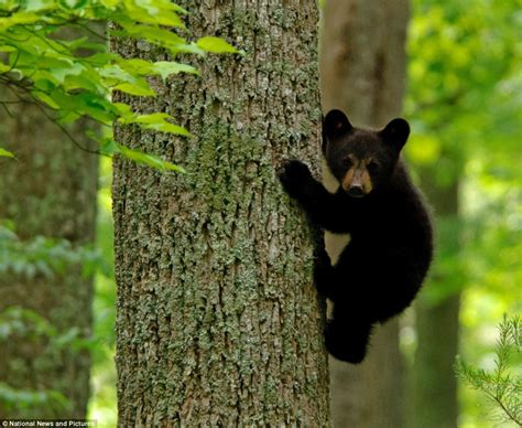 Whos Bringing The Picnic Then Black Bear Cubs Were In For A Surprise