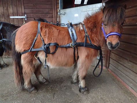 Pin By Cassidy R On Mini Cart Driving In 2023 Pony Breeds Pretty