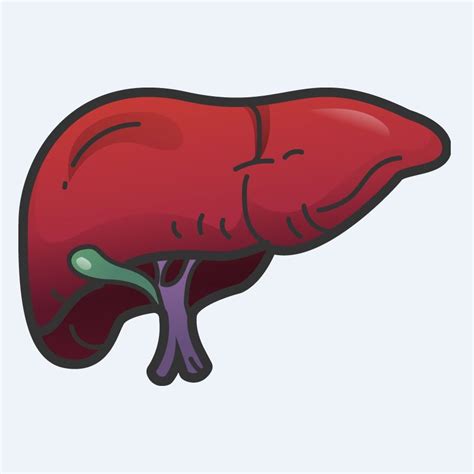 Liver Drawing | Free download on ClipArtMag