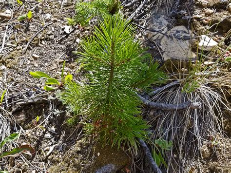 Hiking In Poudre Canyon A Wild River Wildlife And Wildfires Just