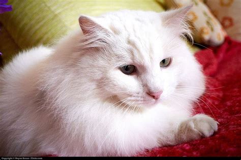 Discover All You Need To Know About Turkish Angora Cats