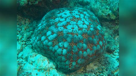 Culcita Schmideliana Spiny Cushion Starfish Cushion Star