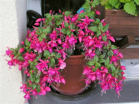 There are also the potted types that you can pick up at the home store. Fuchsia Plants: How To Grow And Care For Fuchsias