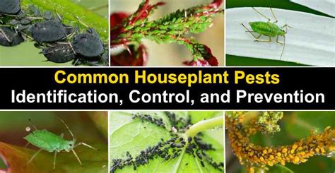 Houseplant Pests Types Identification And Control Pictures