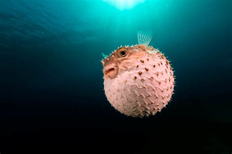Puffer Fish Before And After
