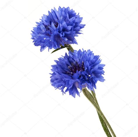 Blue Cornflower Flowers Stock Photo By ©natika 126485704