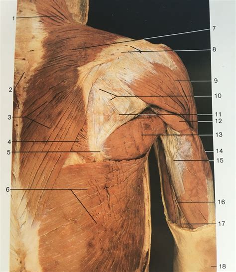 Superficial Layer Of Dorsal Aspect Of Upper Limb Muscles Shoulder