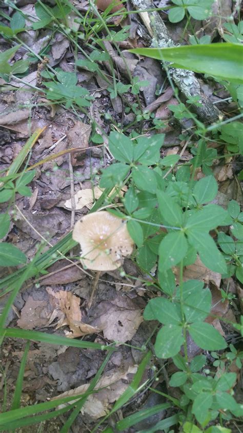 Quick Id Request Please Mushroom Hunting And