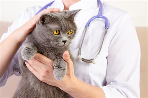 7 sick cat symptoms you should notice lovetoknow