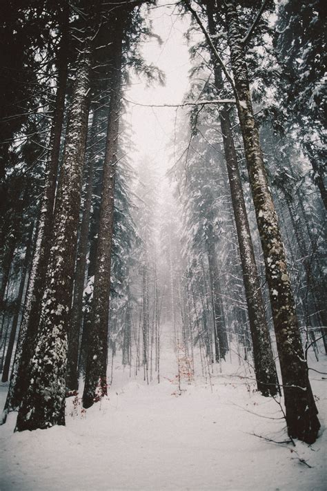 What Inspires — Elenamorelli Hiking In The Snowy Forest Snowy