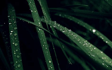 Wallpaper Sunlight Monochrome Grass Water Drops Green Dew Light