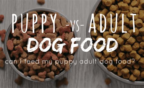 Best Can Dog Food For Older Dogs