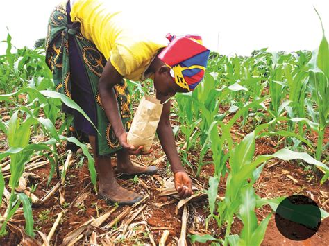 Improved Maize To Boost Yields In Nitrogen Starved African Soils