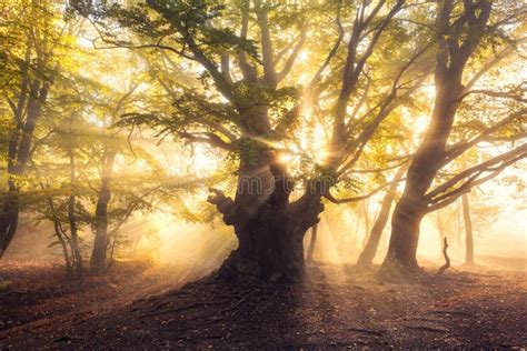 Magical Old Tree Autumn Forest In Fog With Sun Rays Stock Image
