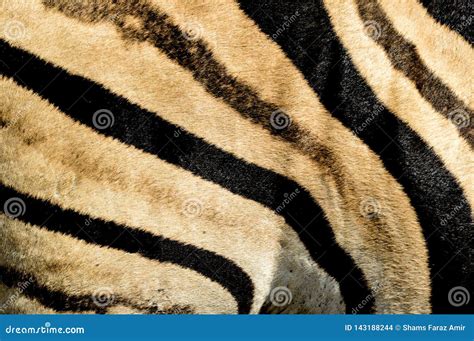 Zebra Print Design And Seamless Pattern In Black And White And Colors