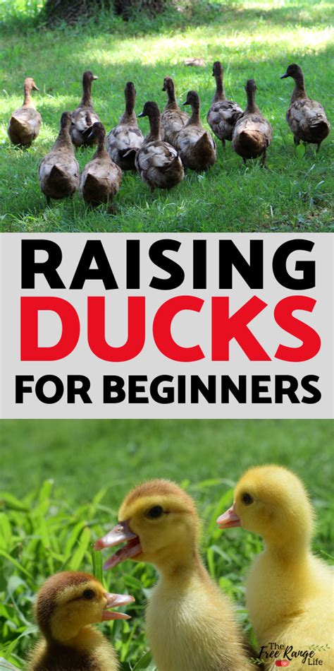 A Quick Start Guide To Raising Ducks Raising Ducks Raising Chickens