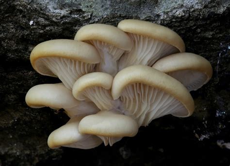 Springfield Plateau Carnivorous Fungi
