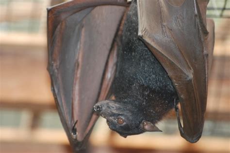 Why Do Bats Look Like Dogs Are They Genetically Similar Hepper