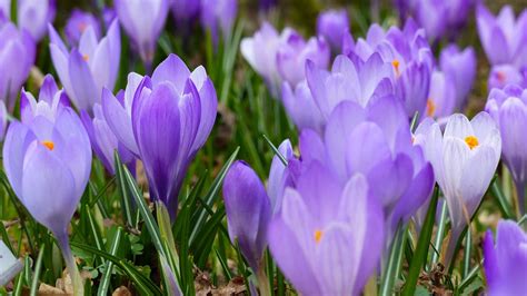 Purple Flowers Garden · Free Stock Photo